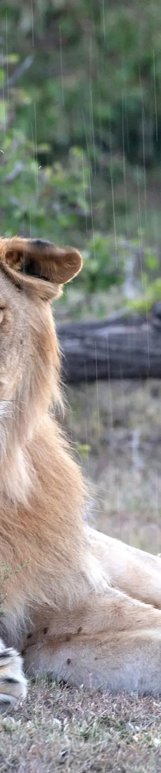 Folge den Spuren der Big Five
